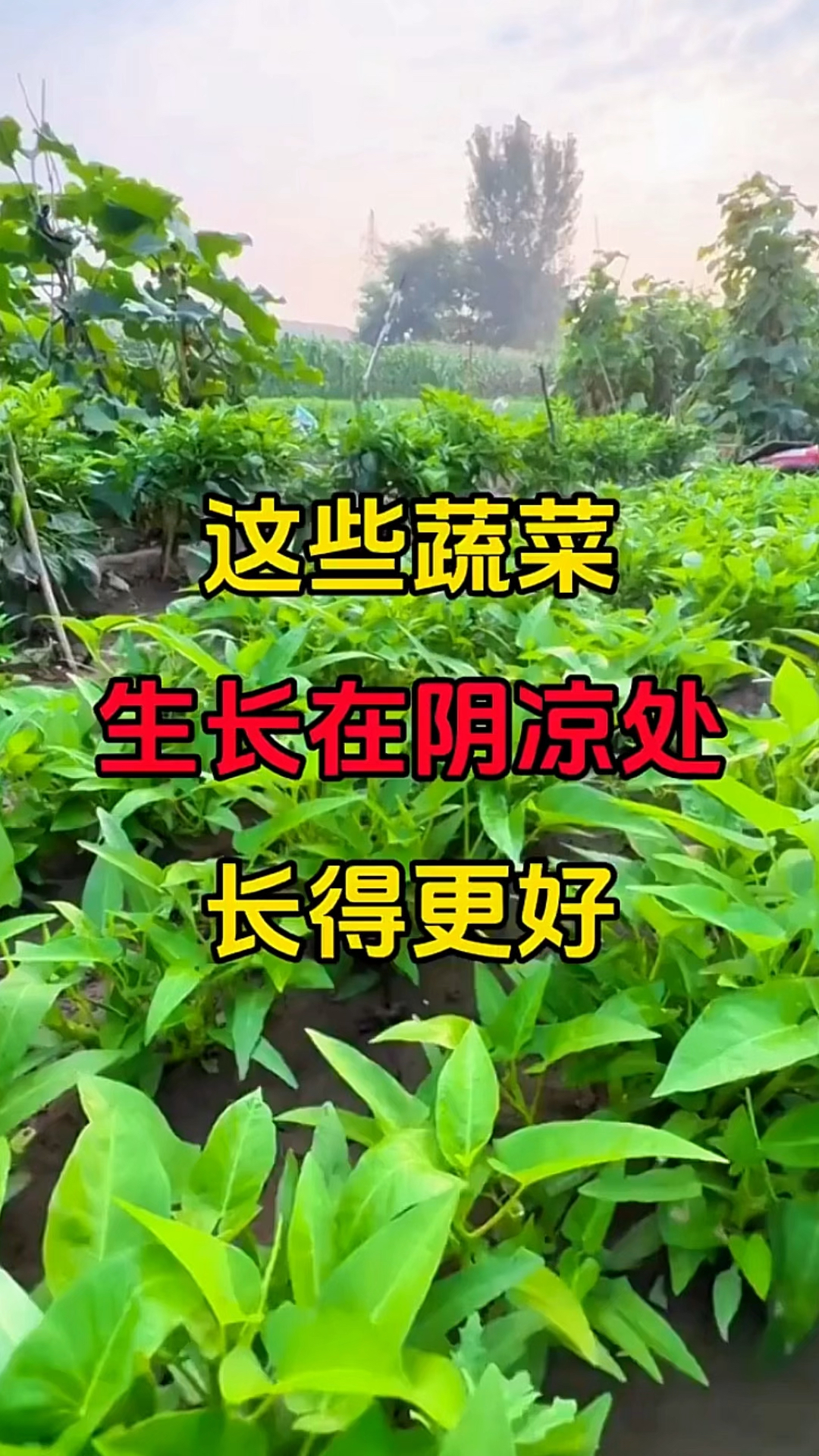 在阴凉处也能生长的很好的几种蔬菜！