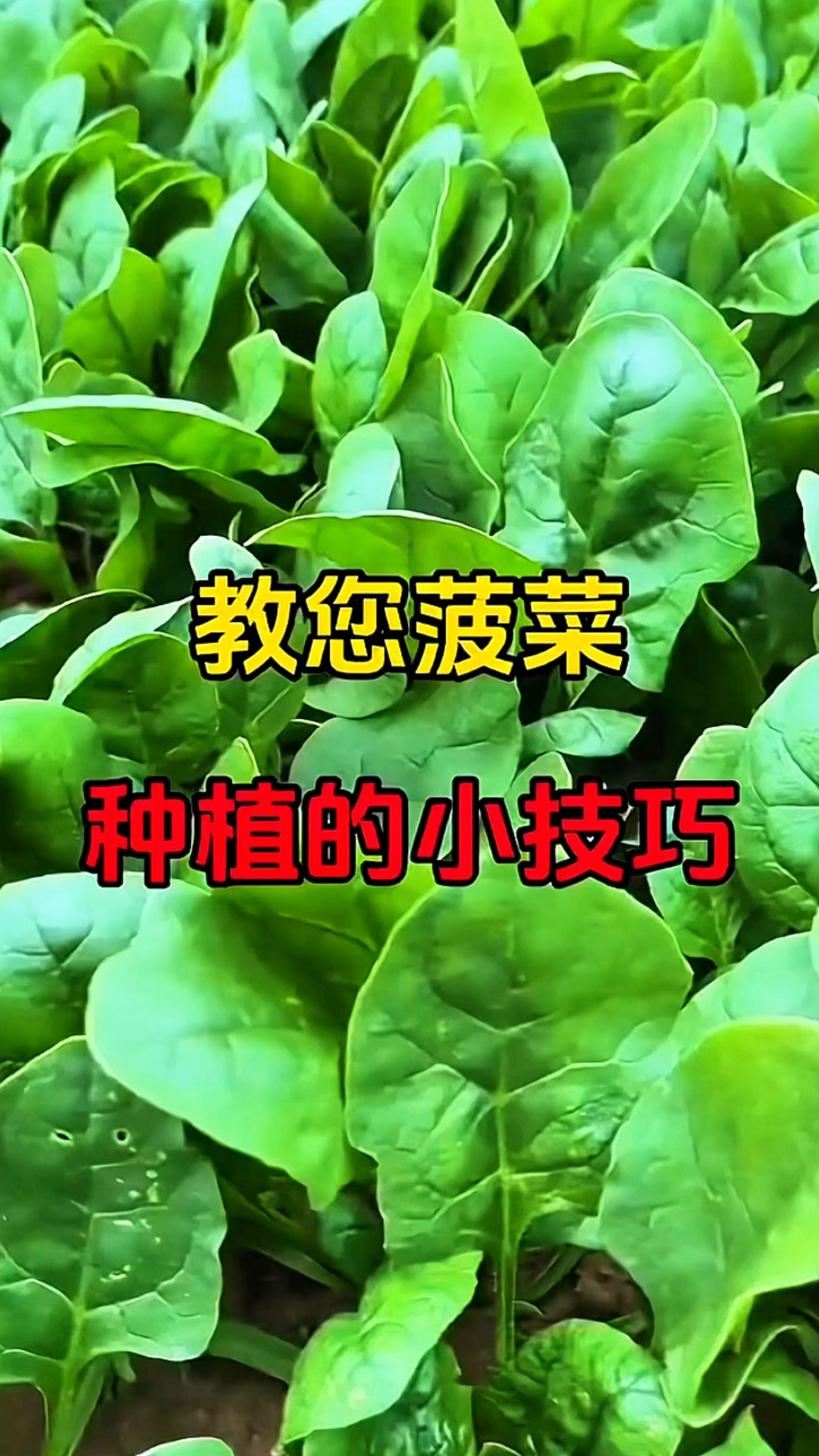 菠菜种植你真的会吗？小技巧教给你！