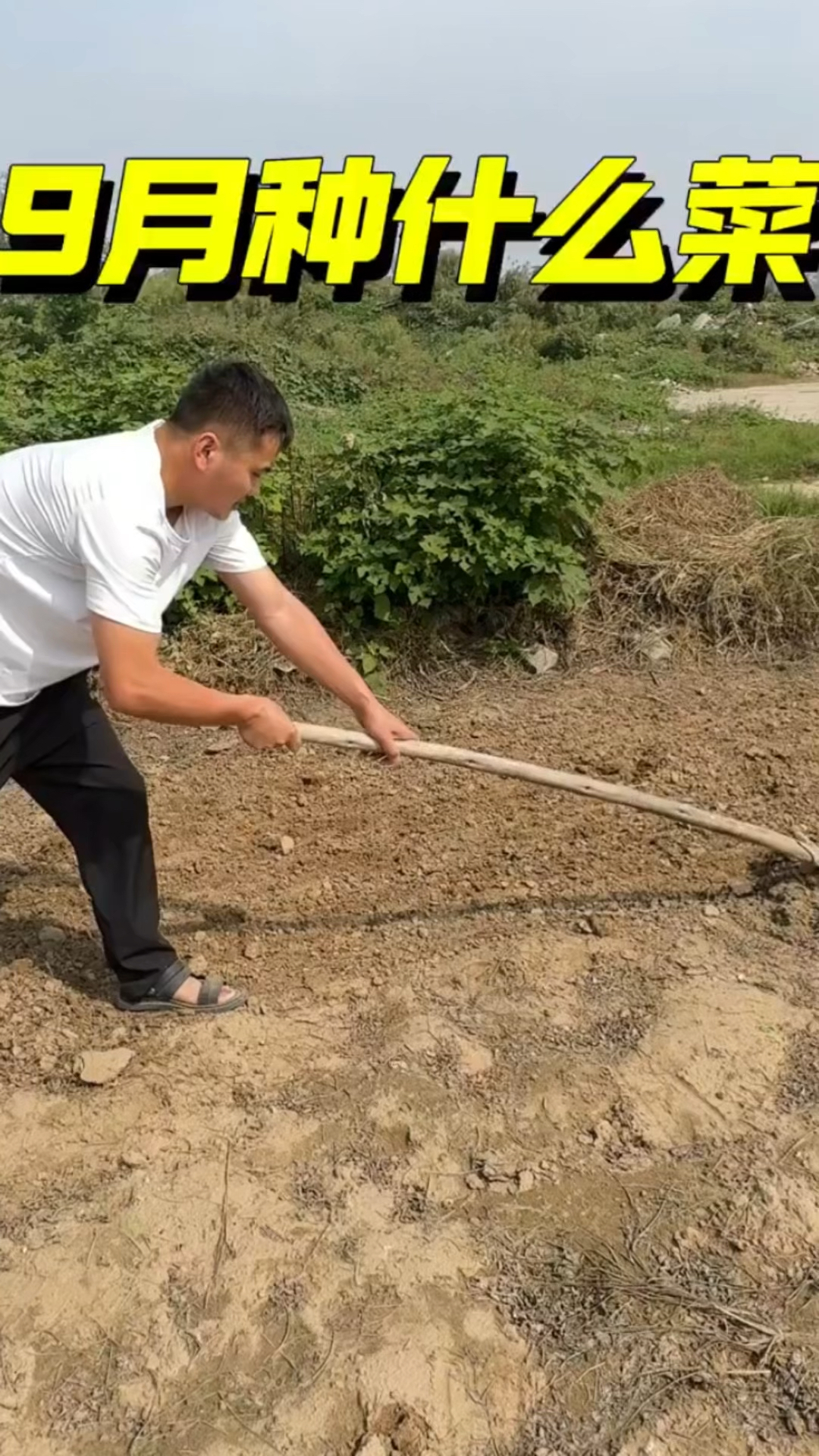 9月不种菜,冬季没菜吃,9月份适合种植的蔬菜!