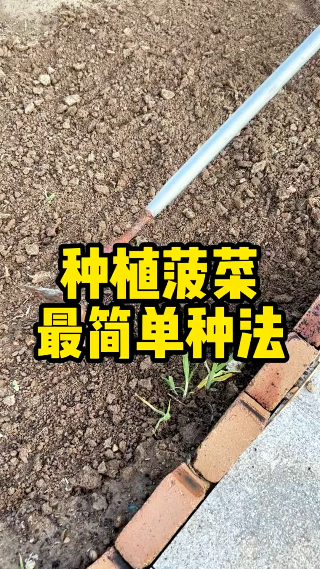 种植菠菜最简单的方法来啦！