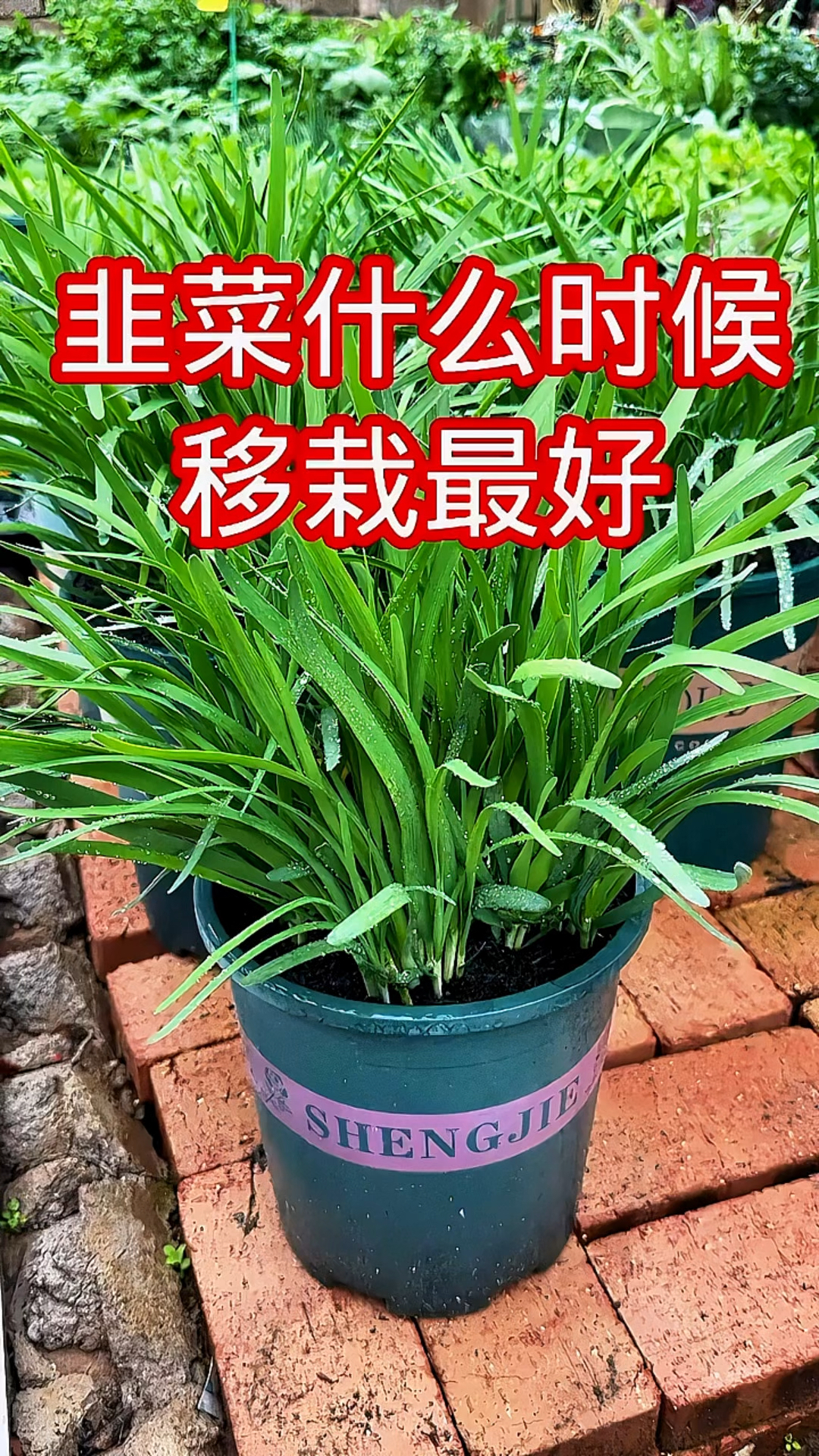 韭菜什么时候移栽最好!