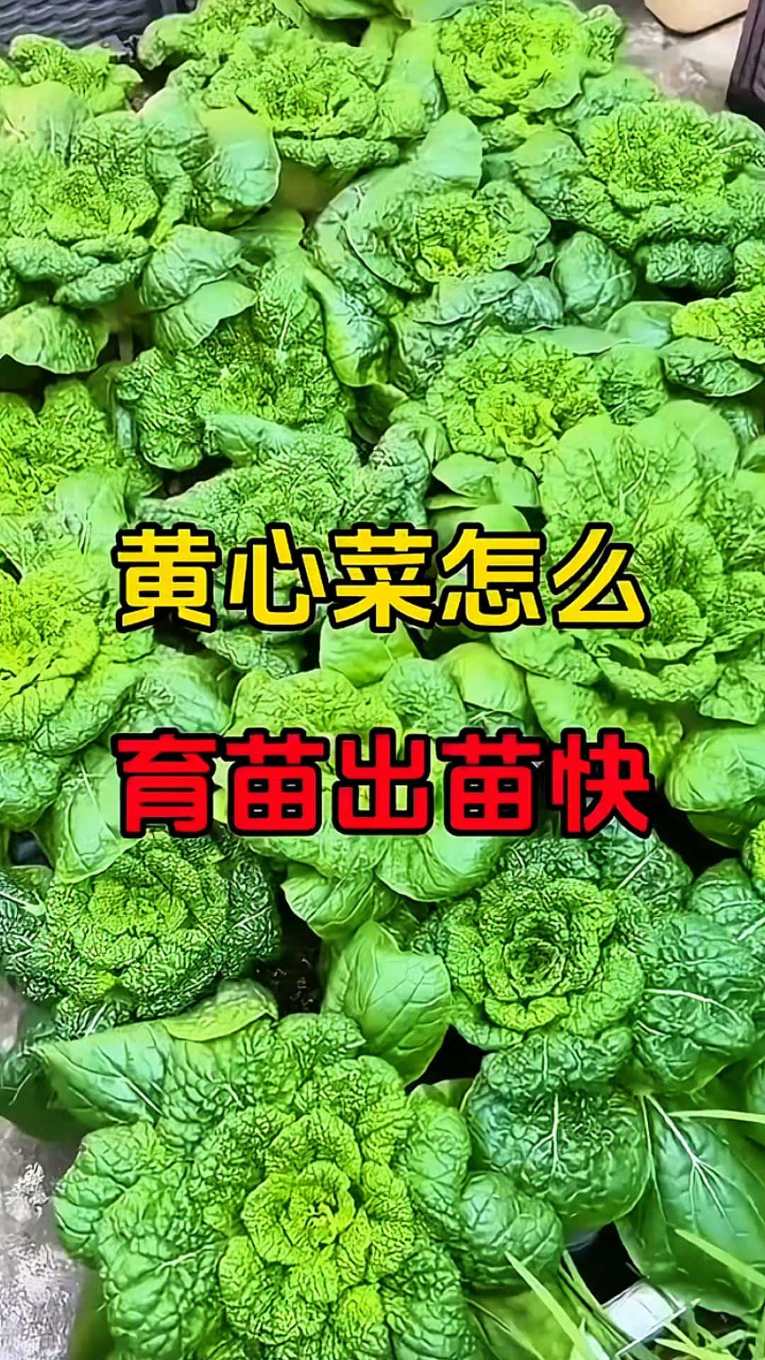 黄心菜怎么育苗才能出苗快！