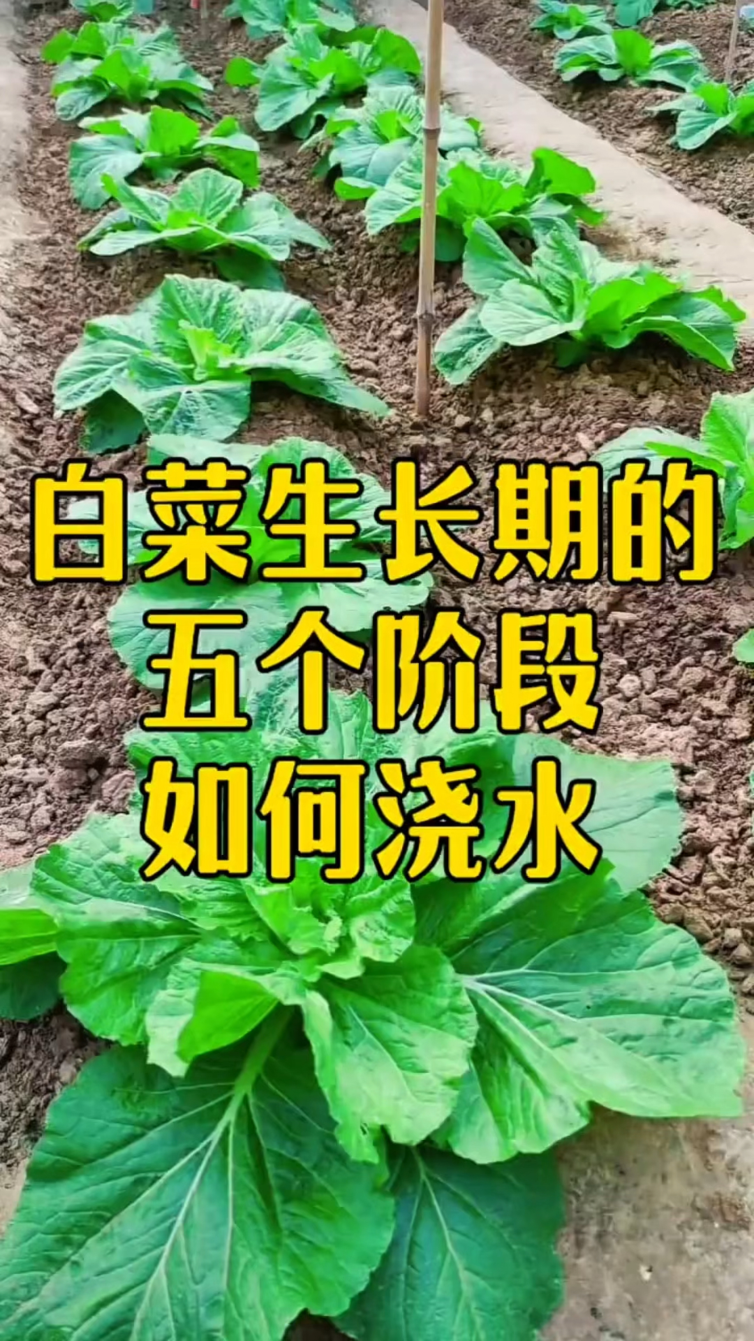 白菜生长期的五个阶段如何浇水!