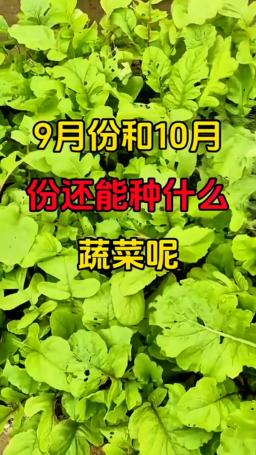 9月和10月份还能种什么蔬菜?
