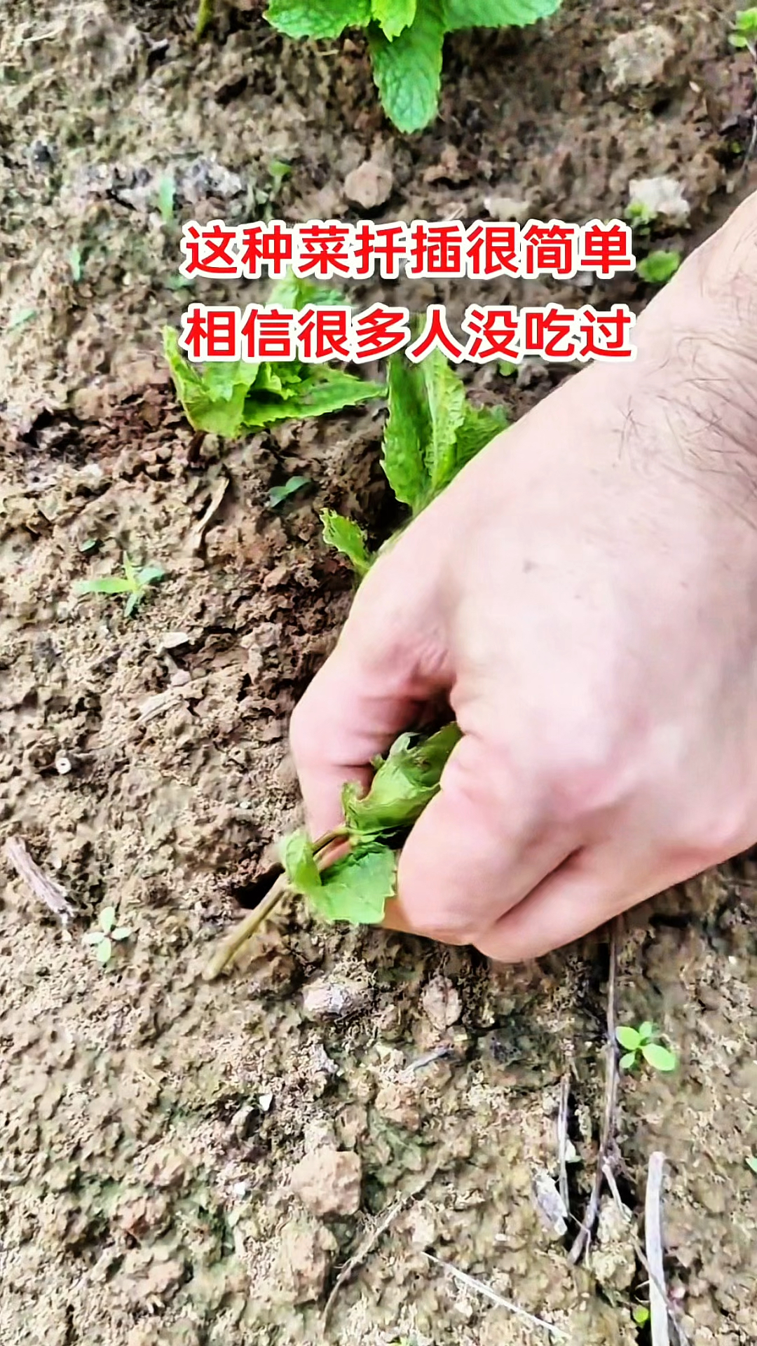 相信很多人没吃过这种菜。你是不是认为它是薄荷。其实他并不是!
