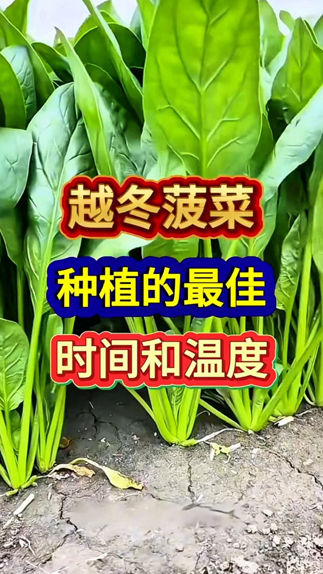 越冬菠菜种植时间和温度你们知道吗?