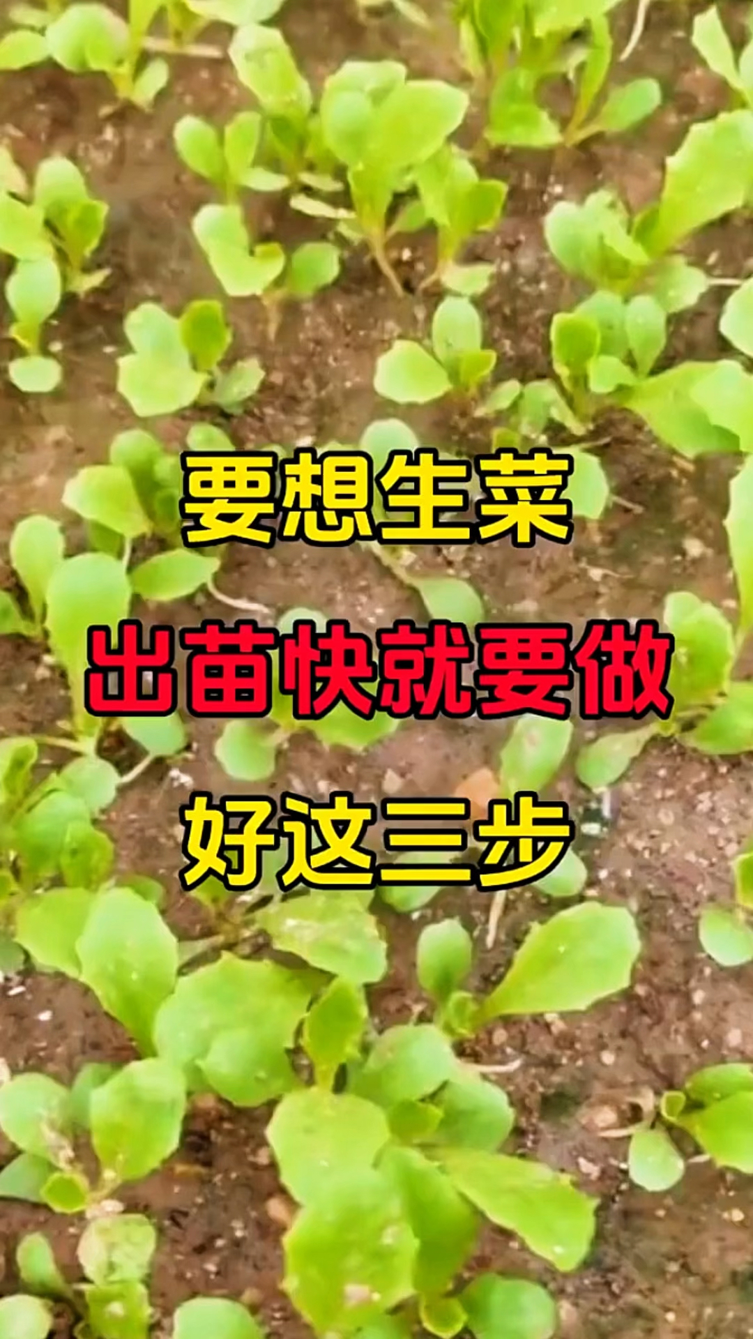 做好这三步,生菜出苗快长得好!
