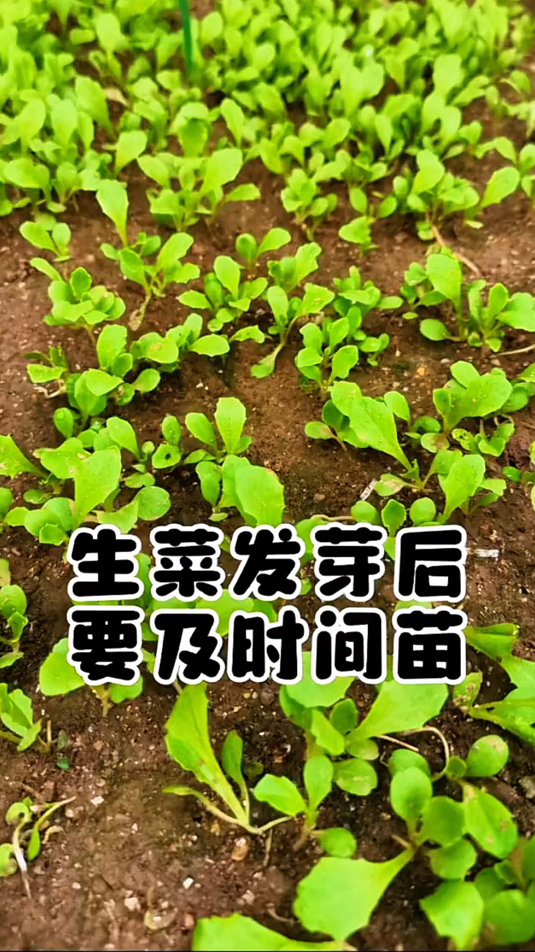 生菜发芽后要及时间苗!