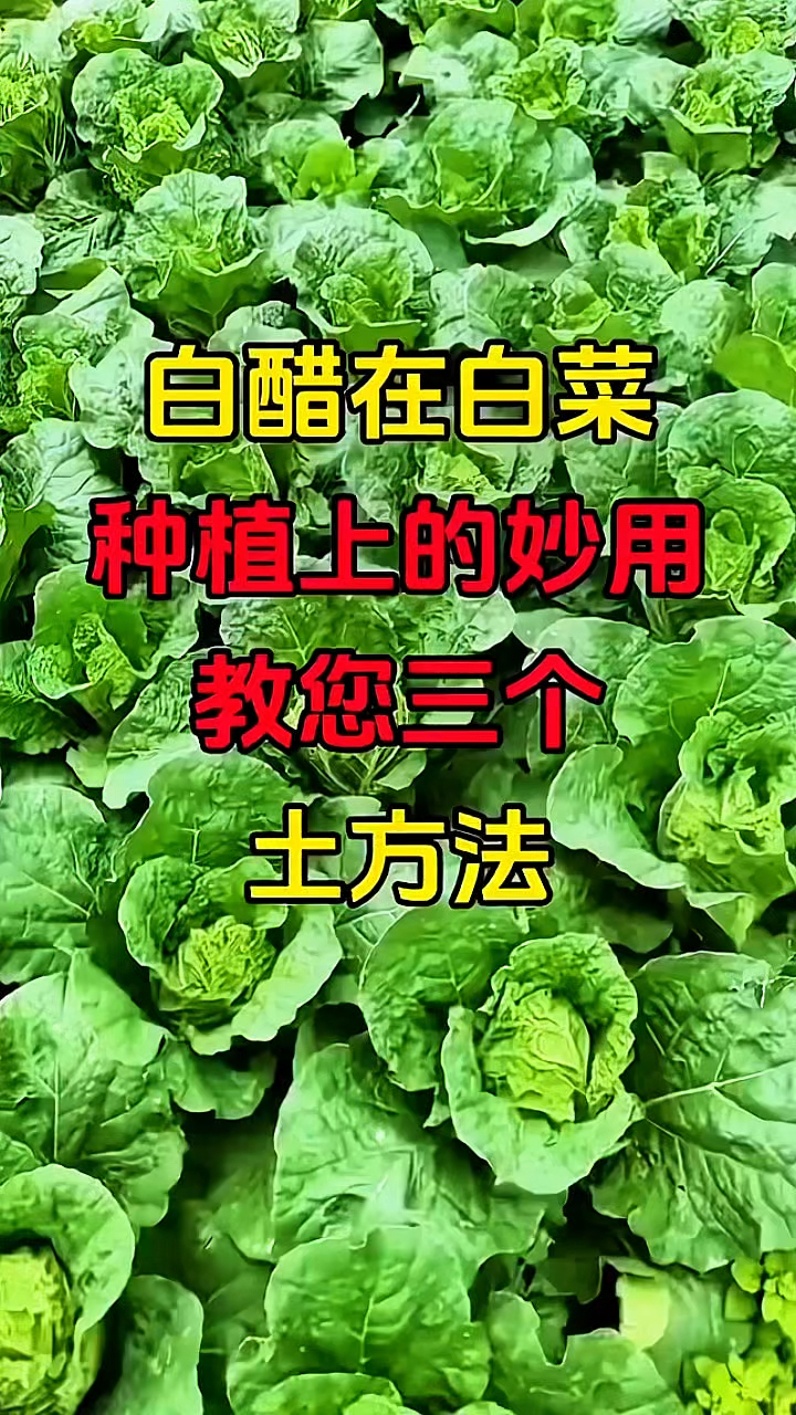白醋在蔬菜种植上的妙用!