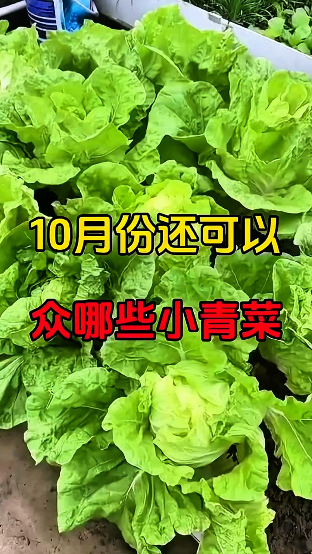 10月份还能种植的蔬菜有哪些?