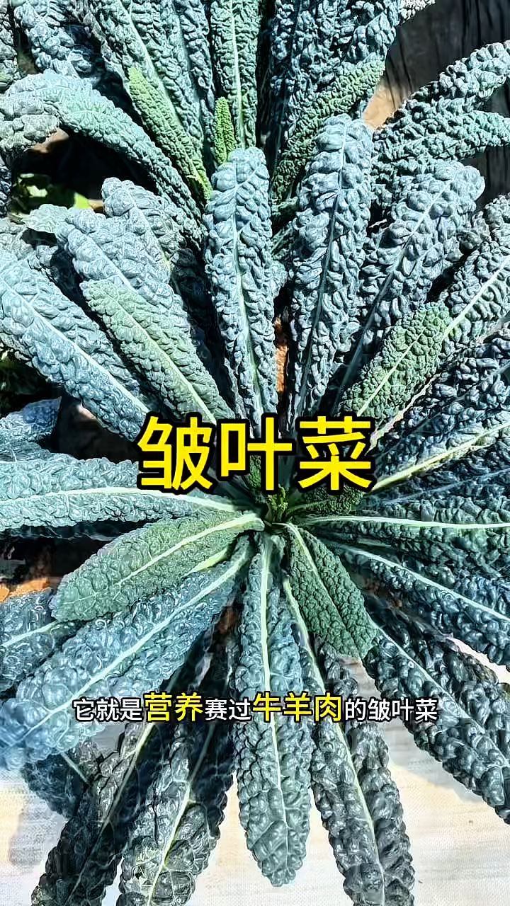 营养赛过牛羊肉的皱叶菜,您种了吗?