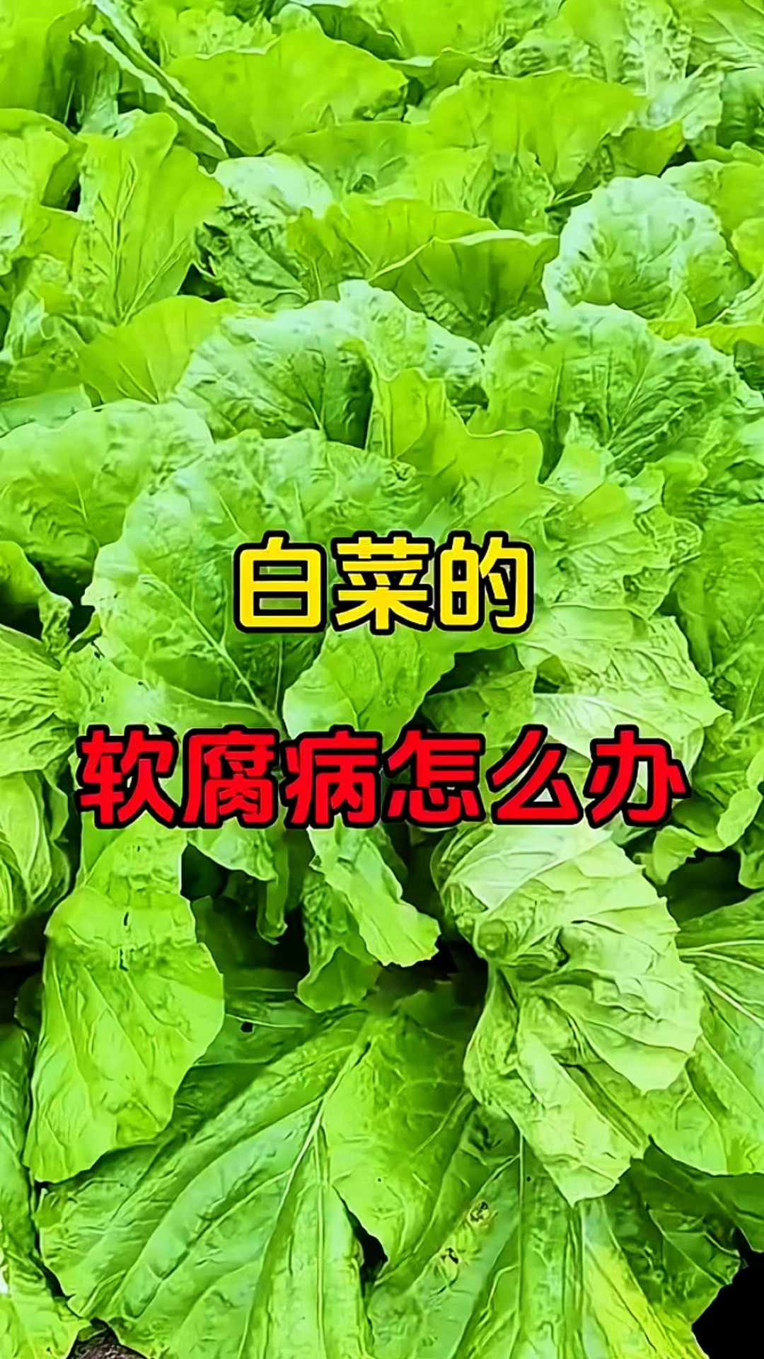 白菜的软腐病怎么办？
