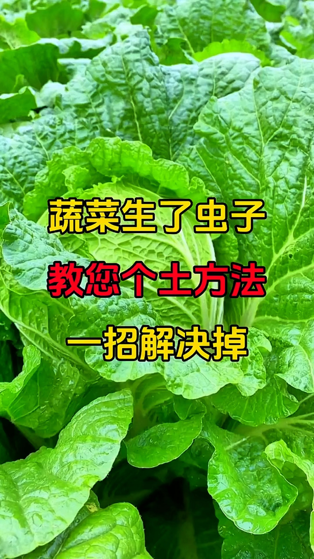蔬菜生了虫子教您一个土方法一招解决掉！