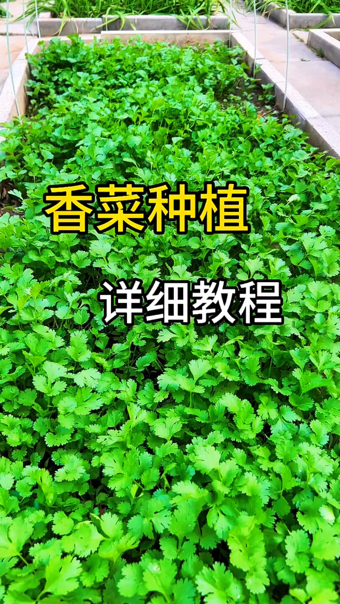 零基础香菜种植教程!出苗齐,出苗快的小技巧