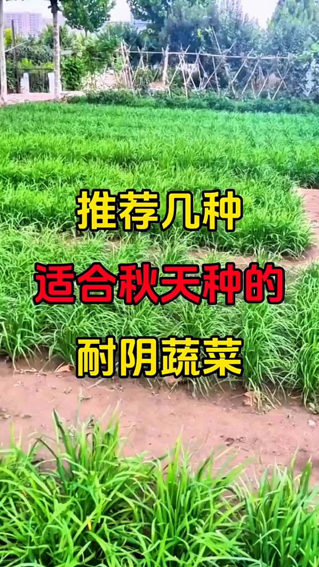 适合秋季种植又耐阴的蔬菜品种！