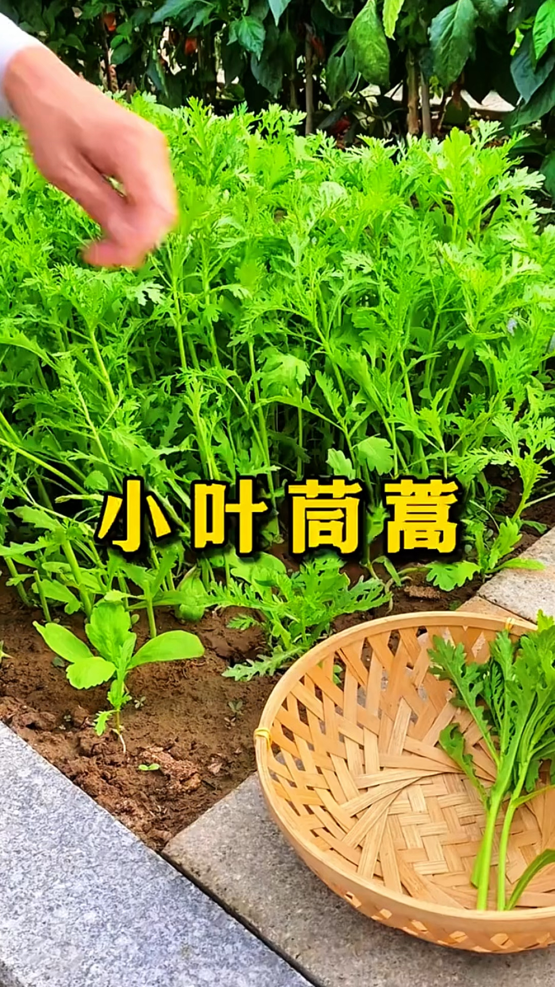 小叶茼蒿，剪了还可以再长！