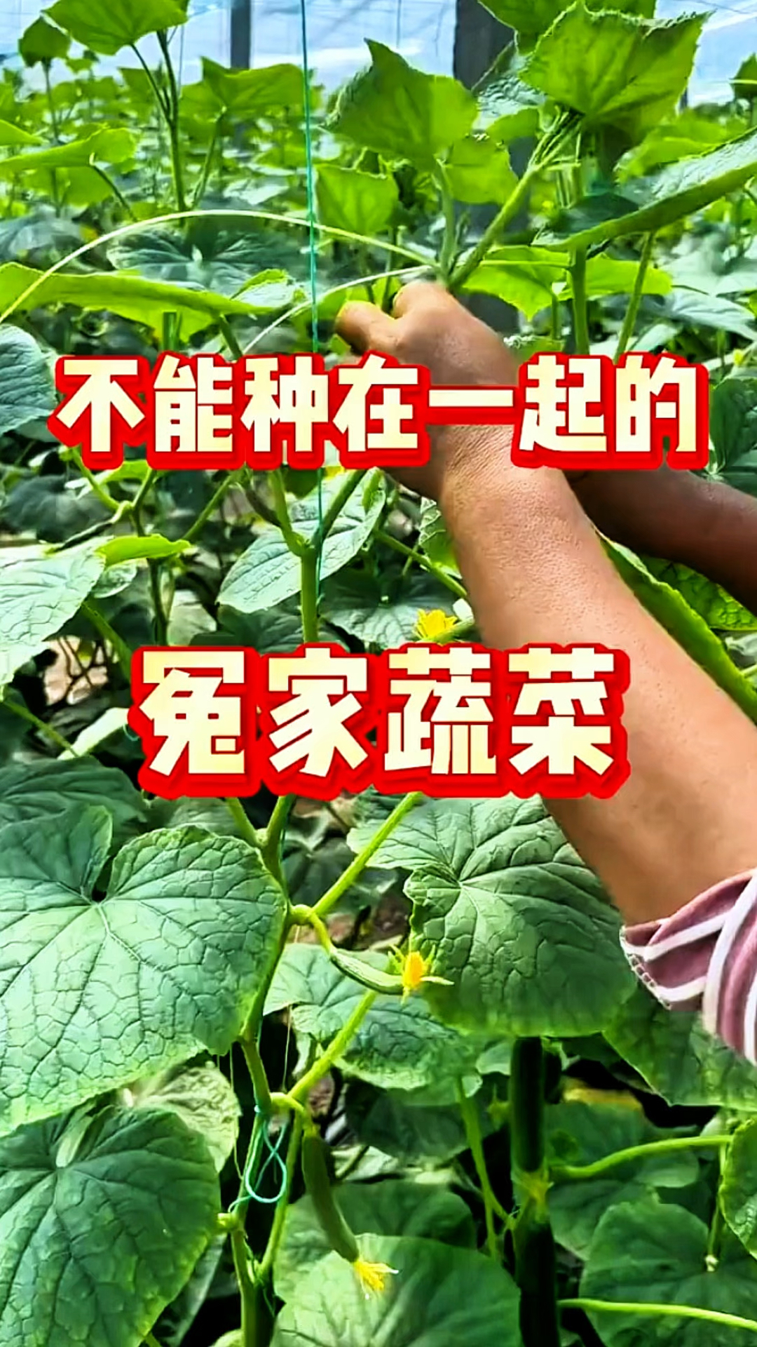 千万不能种在一起的蔬菜,你知道有哪些吗?