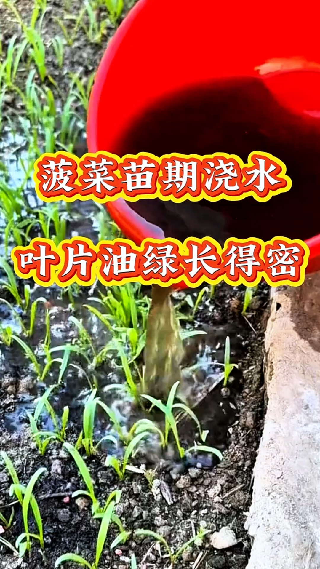 菠菜苗期浇水有技巧！