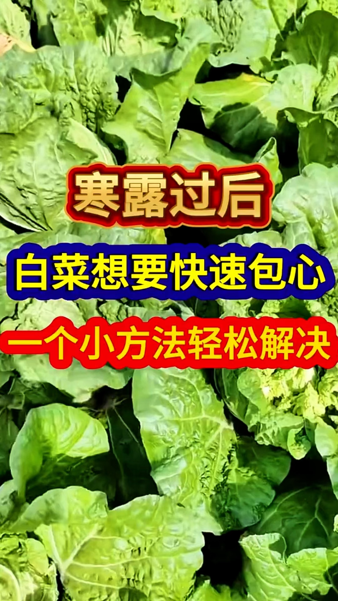 寒露过后，一个小妙招能让白菜快速包心！