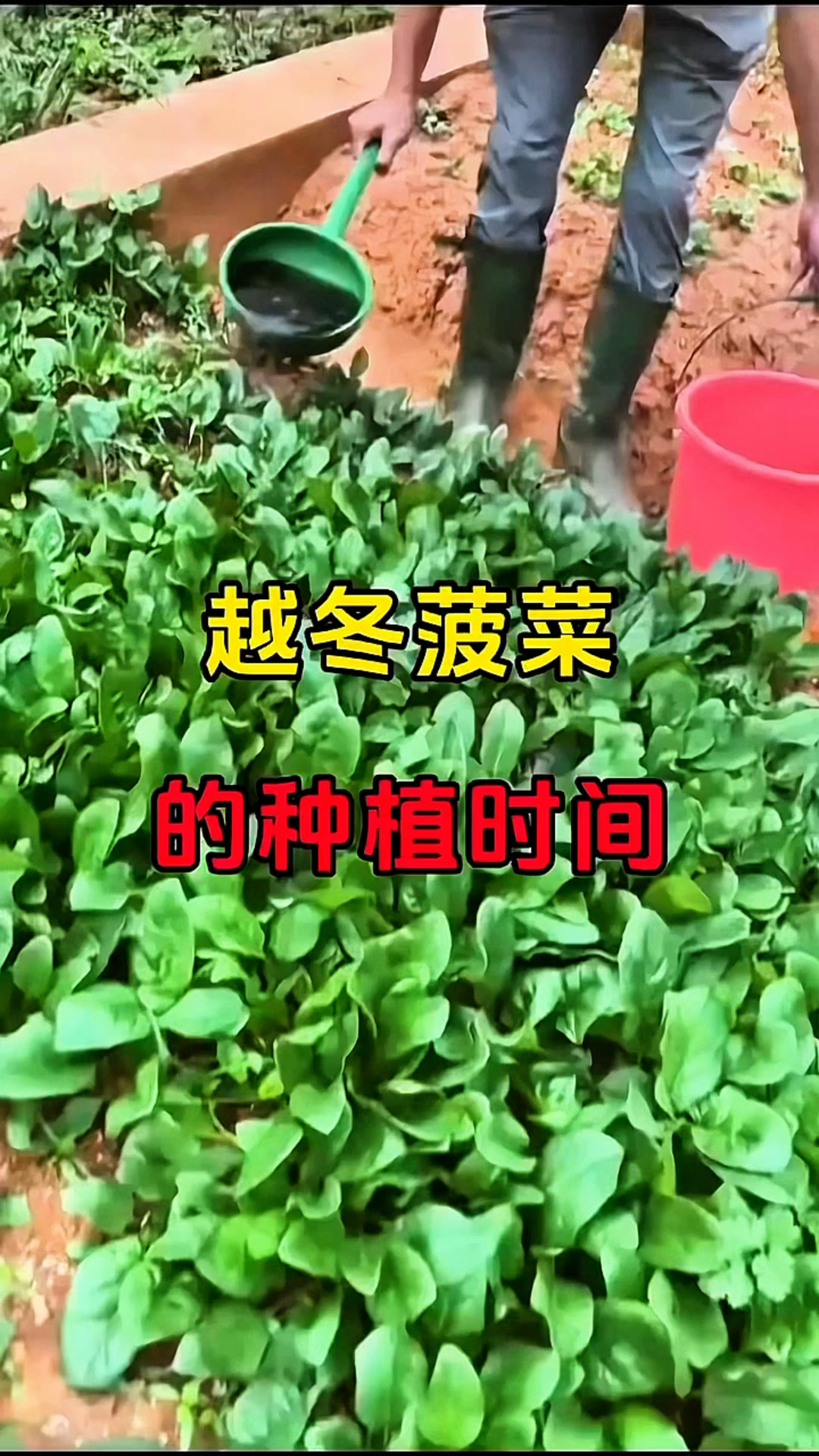 越冬菠菜的种植时间!