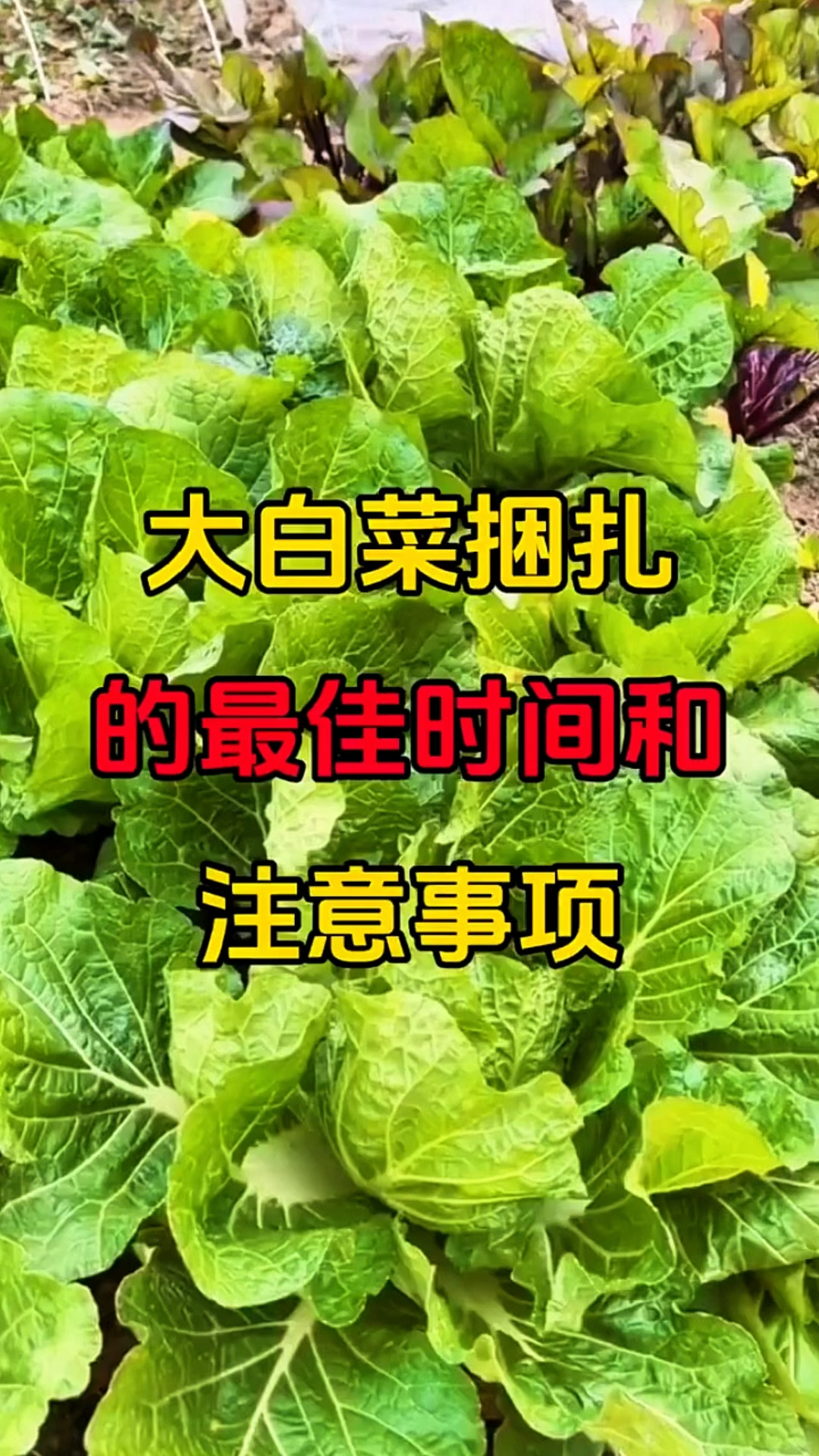 大白菜捆扎的最佳时间和注意事项!