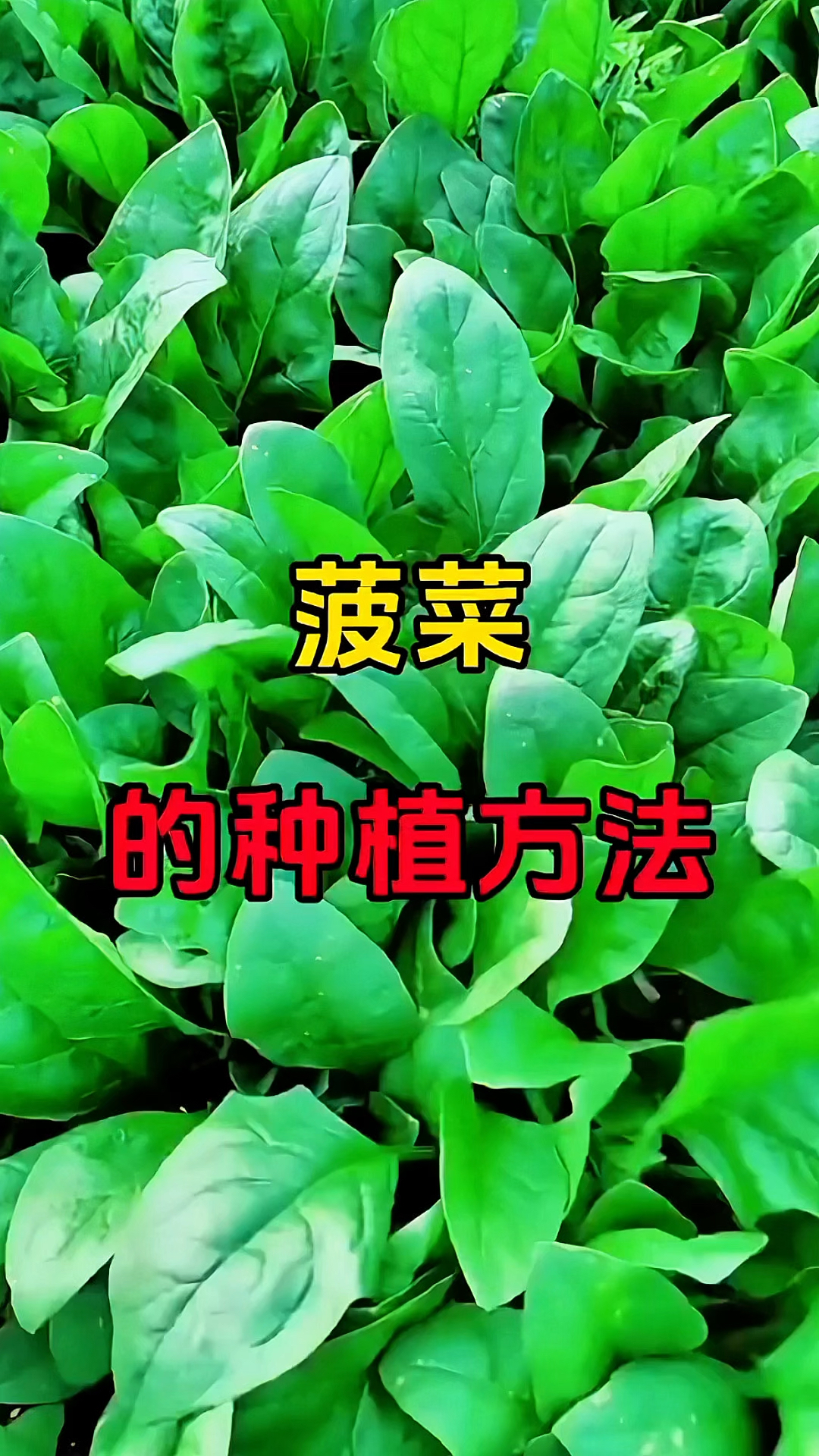 菠菜的种植方法和技巧!