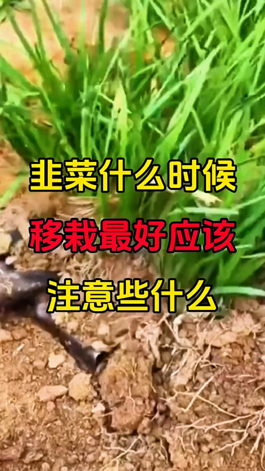 韭菜什么时候移栽最好?该注意什么?