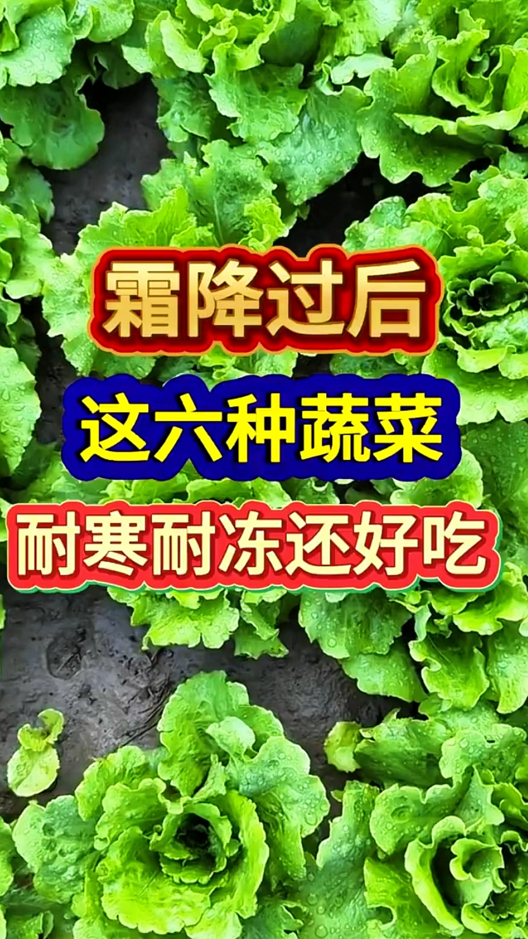霜降过后，这六种蔬菜耐寒耐冻还好吃！