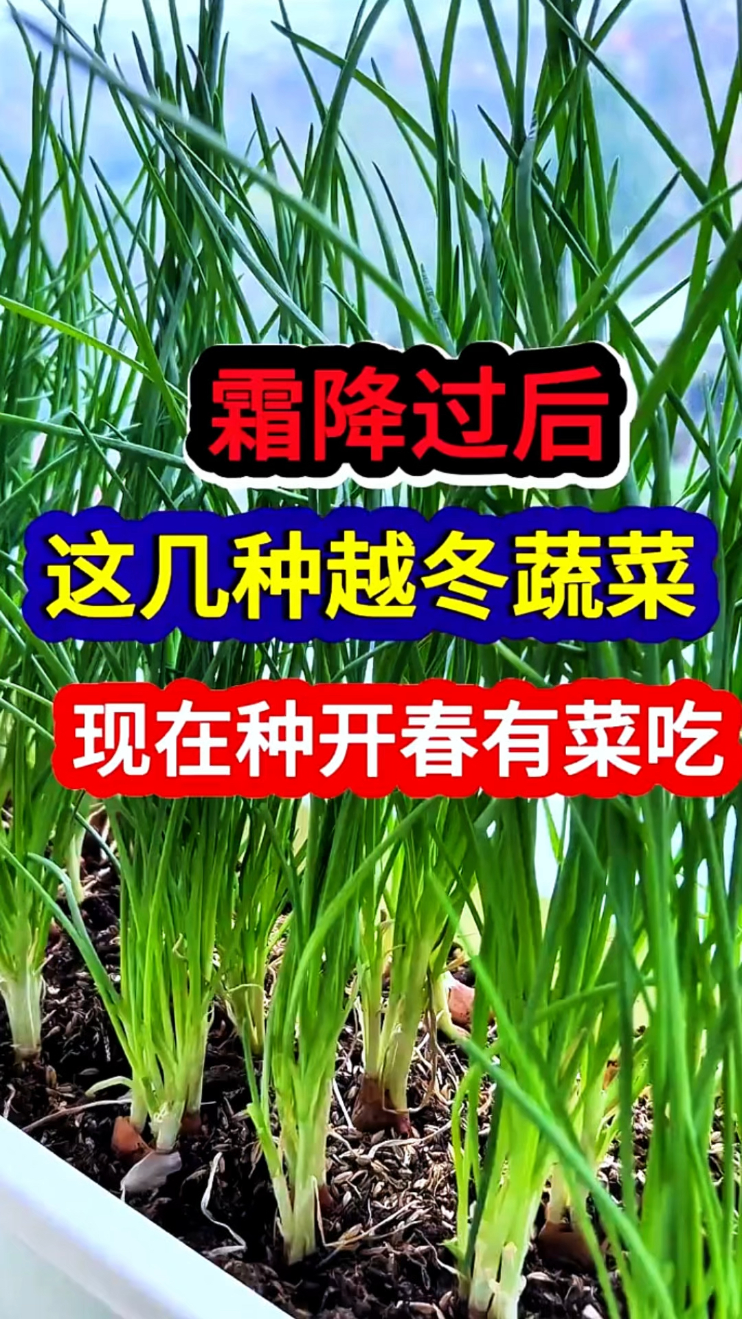 霜降过后,这几种越冬蔬菜现在种开春就有菜吃!
