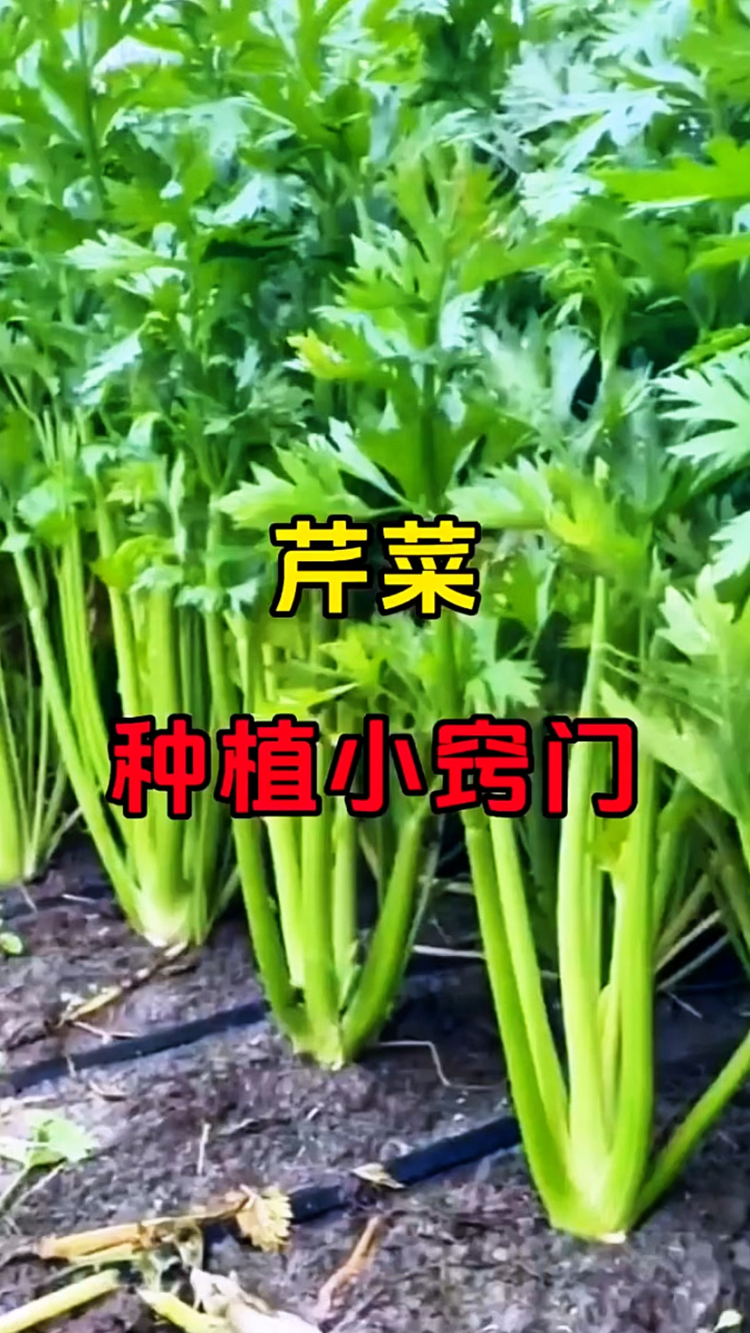 芹菜种植你真的会吗？
