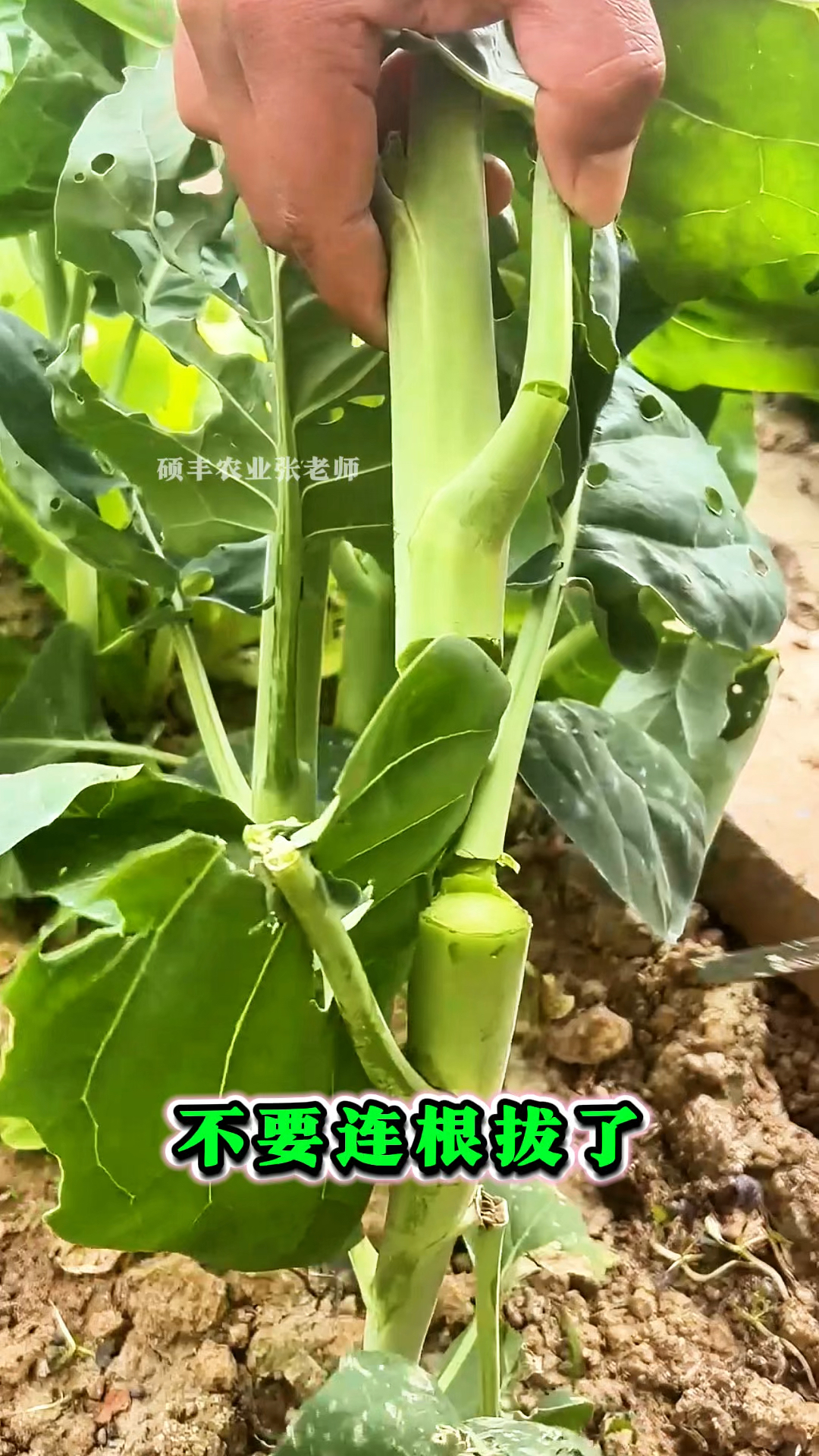 解密鸡腿芥兰的正确吃法!