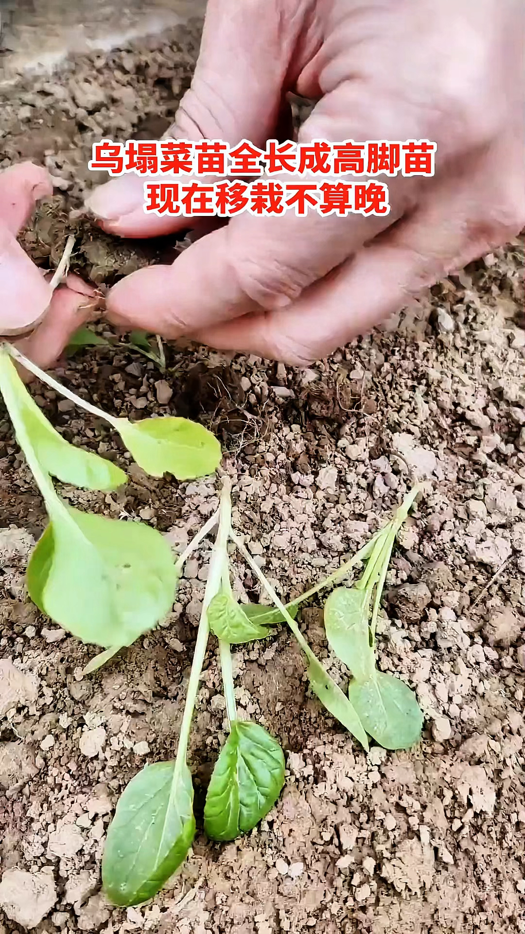 11月上旬。正是移栽乌塌菜苗的时候。