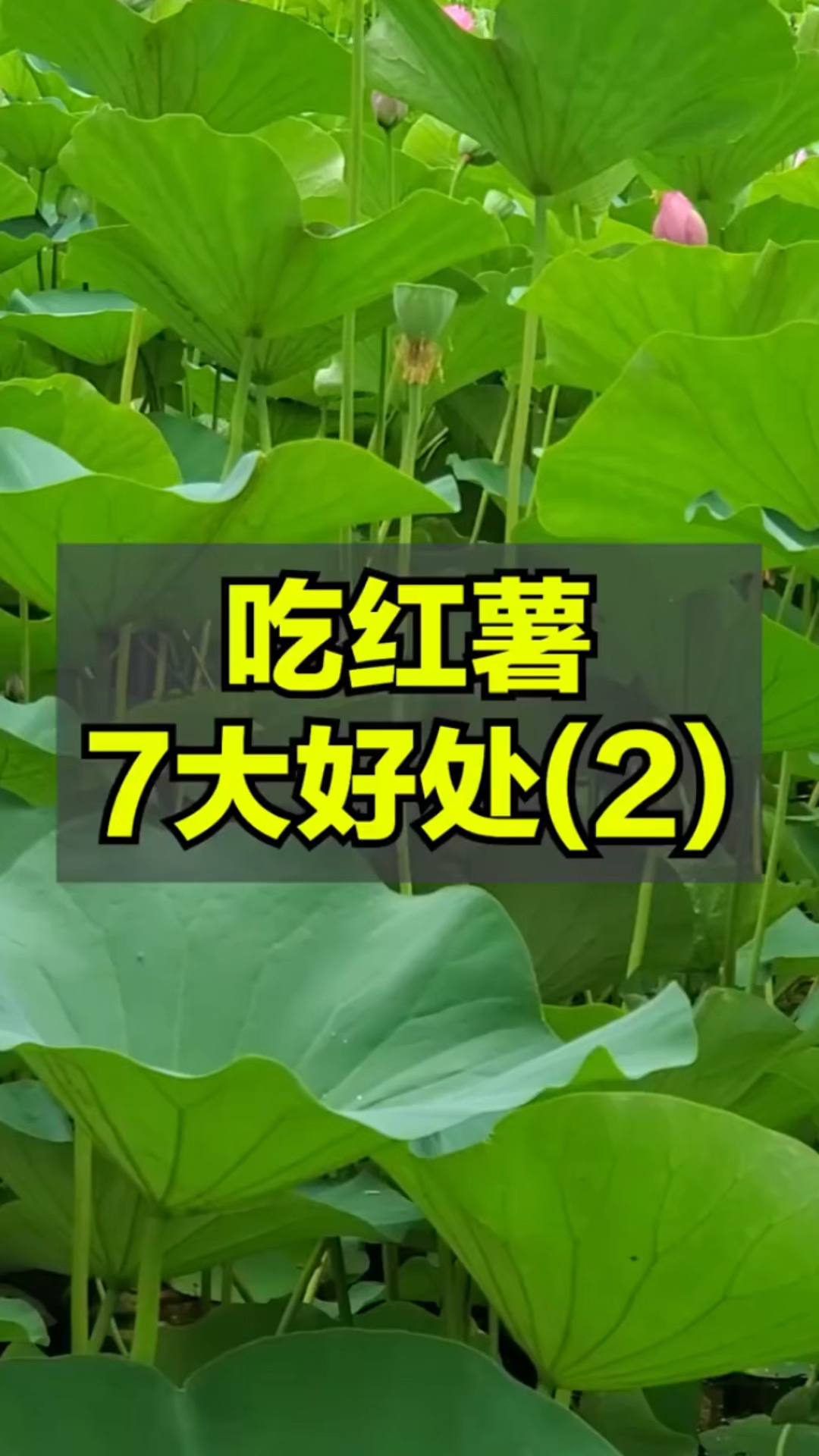 吃红薯对你的7大好处!