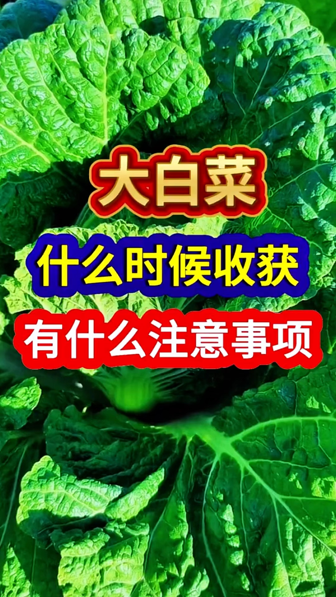 大白菜什么时候收获有什么注意事项?