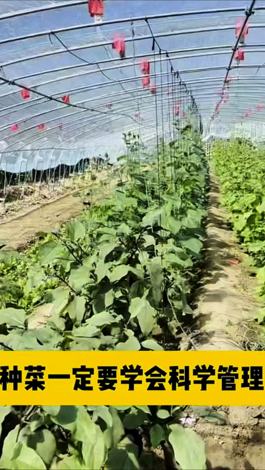 种菜一定要科学管理,避免蔬菜间相克!