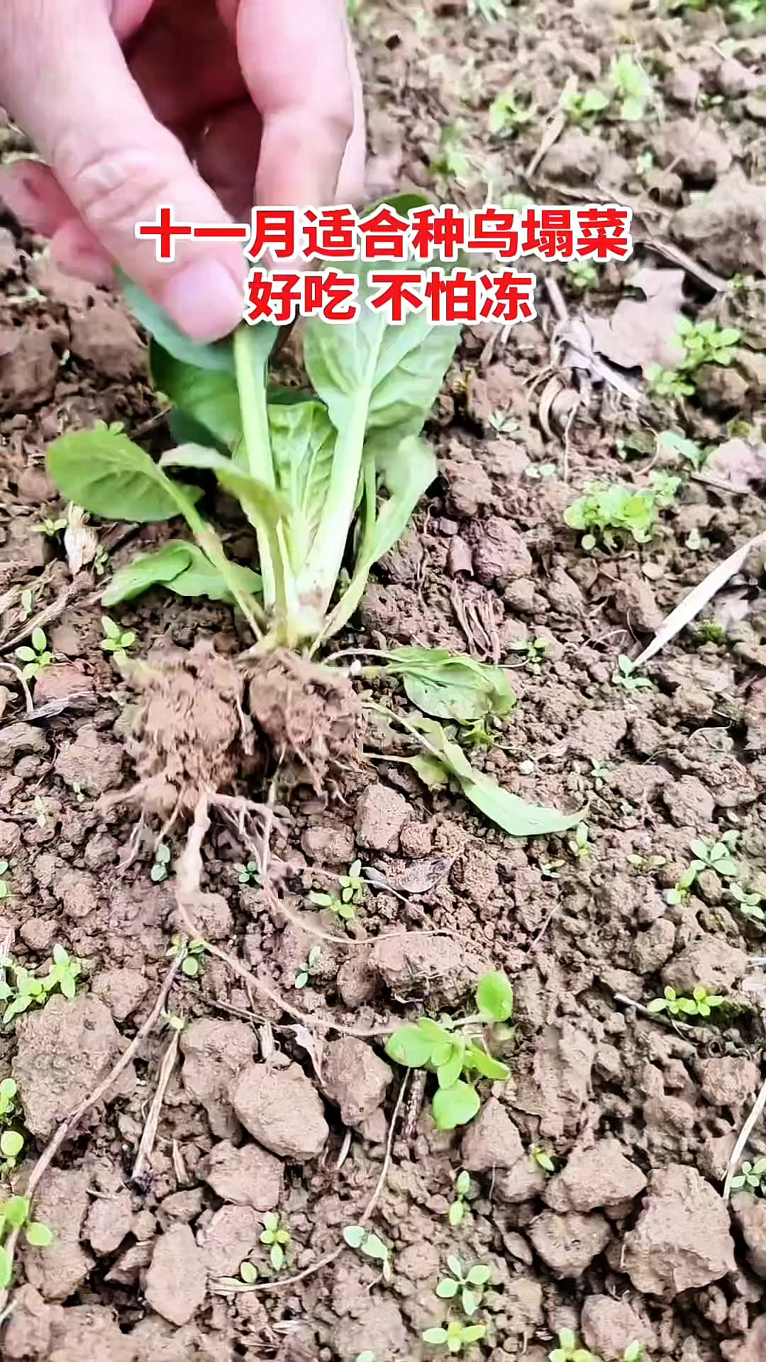 天气转冷!适合种乌塌菜!可以越冬的青菜!