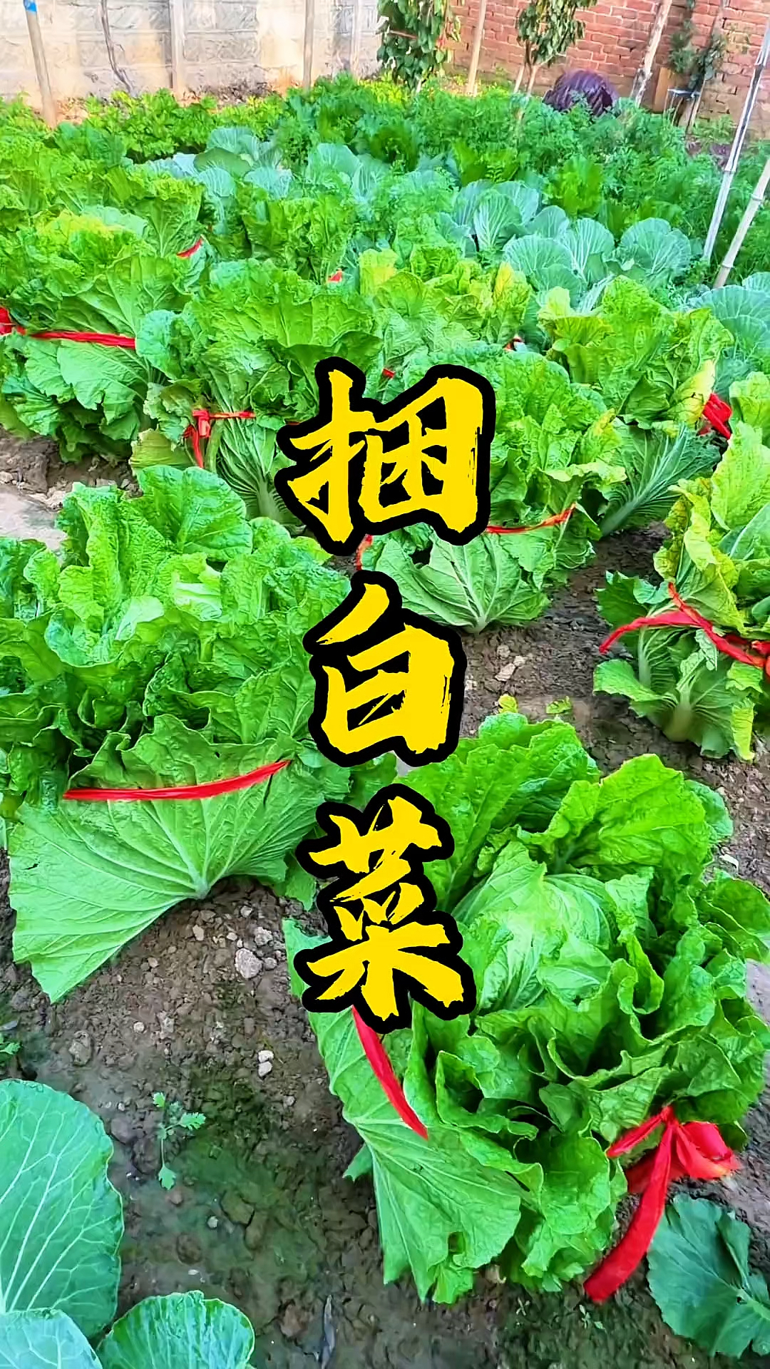 河南周边地区可以捆白菜了!
