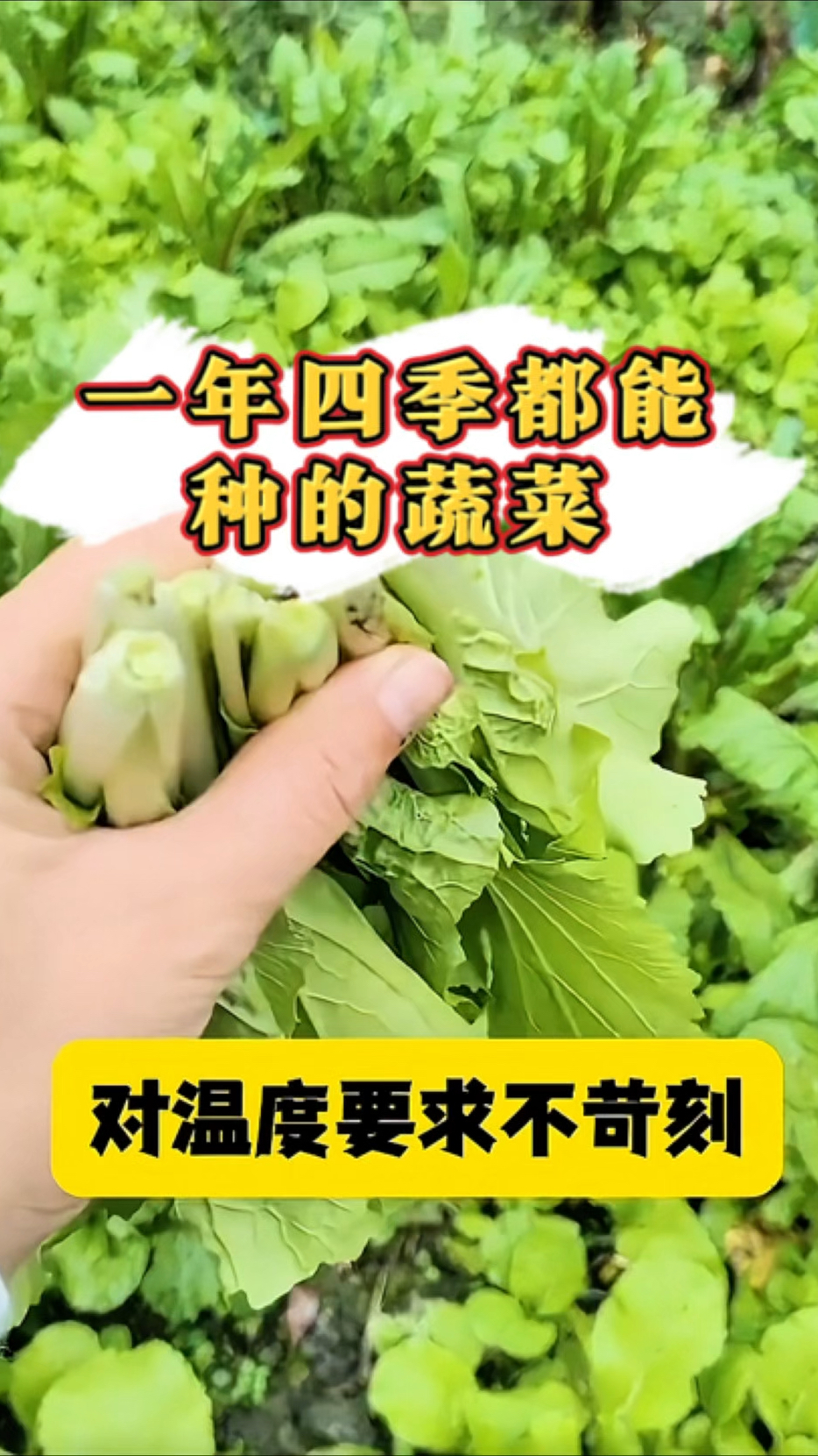 一年四季都能种的几种蔬菜!