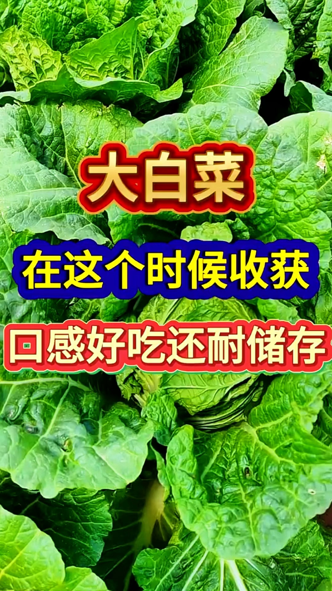 大白菜在这个时候收获,口感好吃还耐储存!
