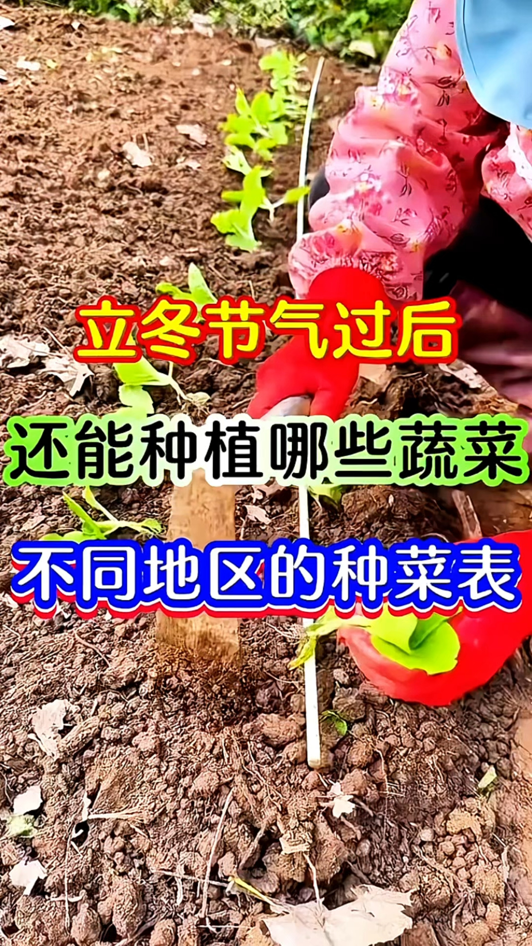 立冬过后还能种植哪些蔬菜 !不同地区的种菜表格,你知道几个?