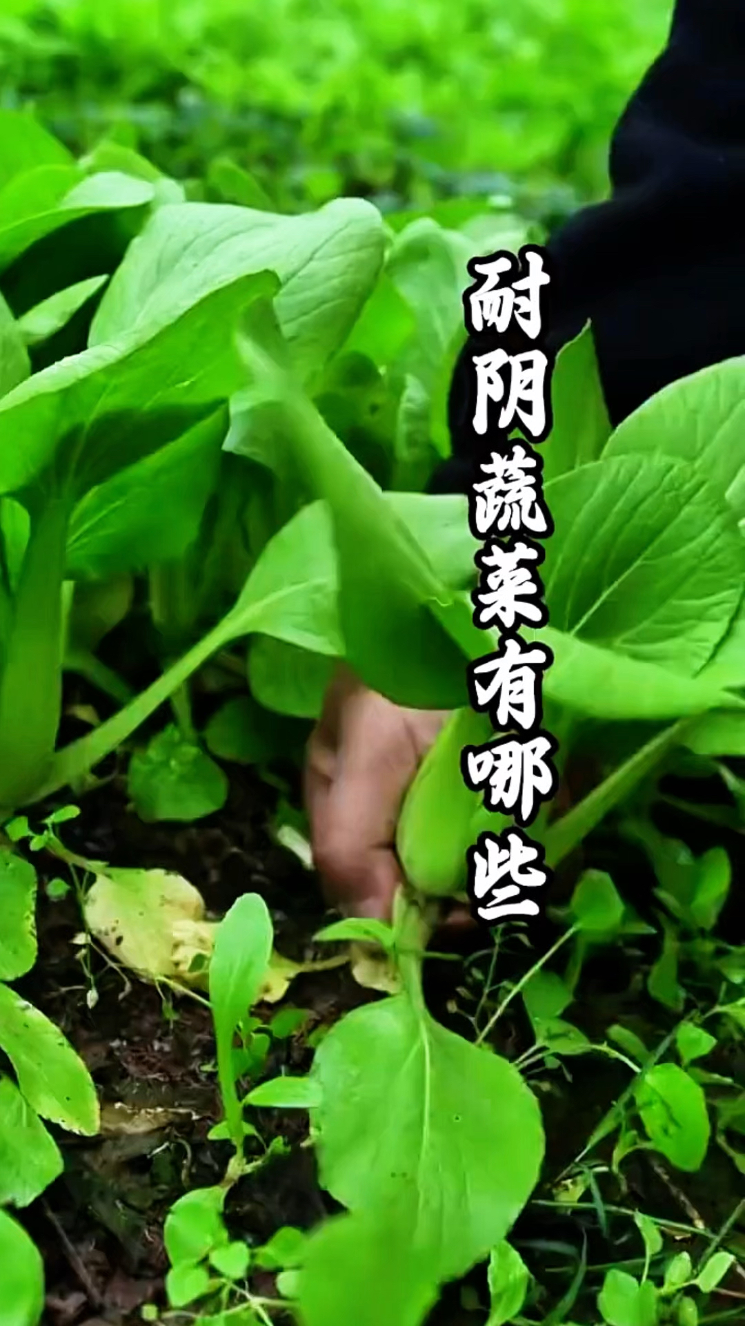 光照不足怎么办，这些耐阴蔬菜照样长！