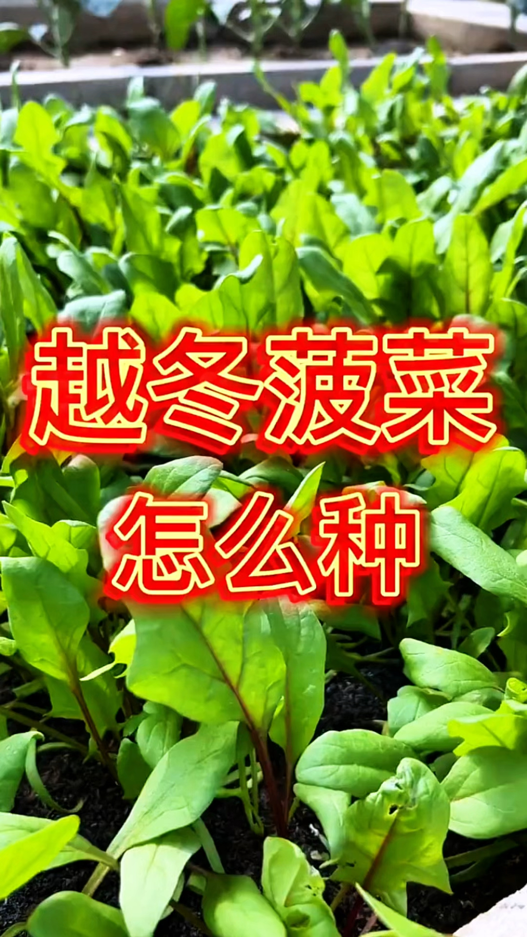 越冬菠菜的种植方法和技巧!