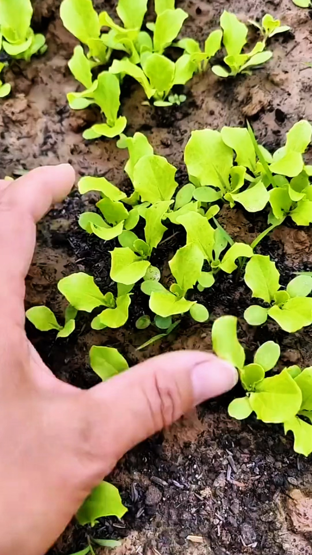 生菜怎样播种出苗齐?我播种从来不需要盖土！