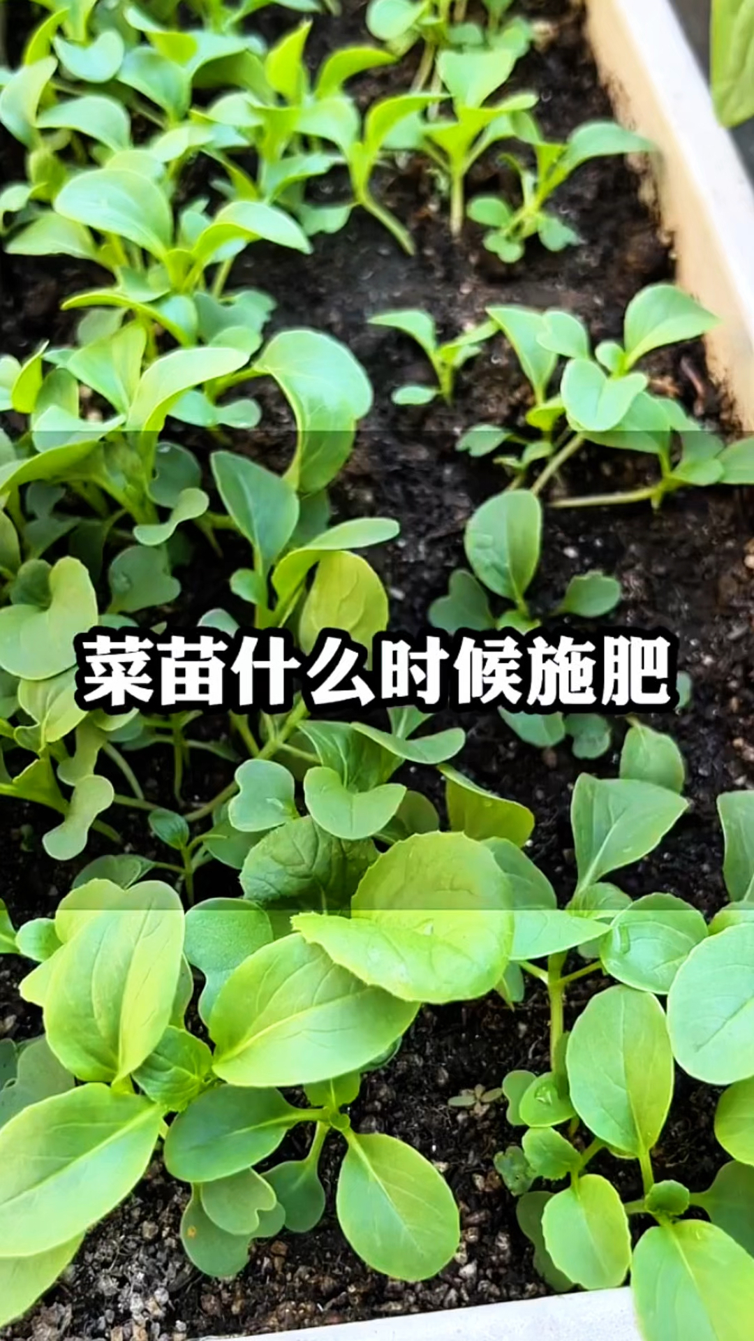 菜苗什么时候施肥?你真的知道吗?