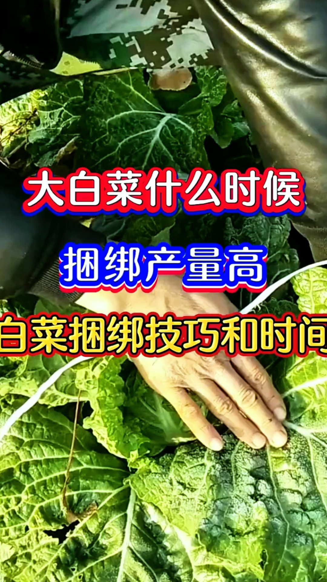 白菜什么时候捆绑产量高?白菜捆绑技巧和时间!