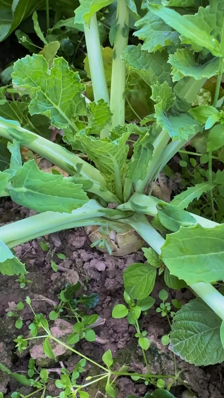 甜菜疙瘩,采摘前四十天 要打心,这样甜菜疙瘩,长的更大!