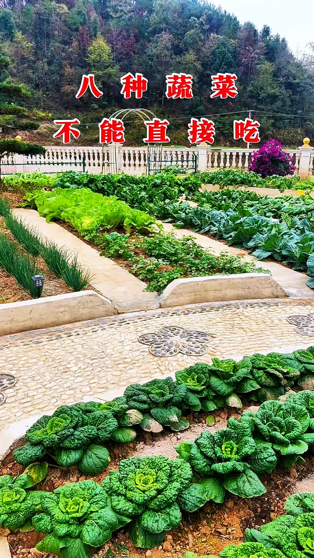 八种不能直接吃的蔬菜,你知道吗?
