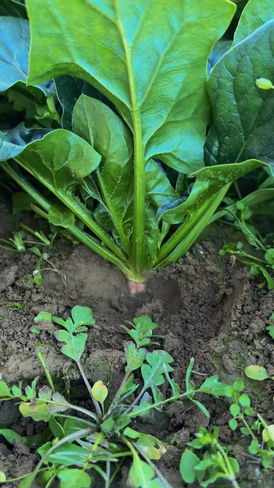 红根菠菜 割了还可以长!