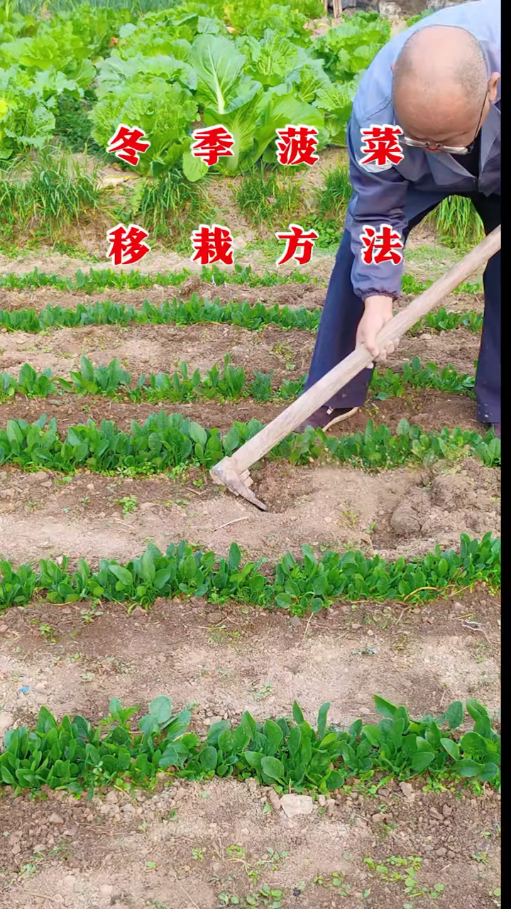 冬季菠菜移栽方法和技巧！