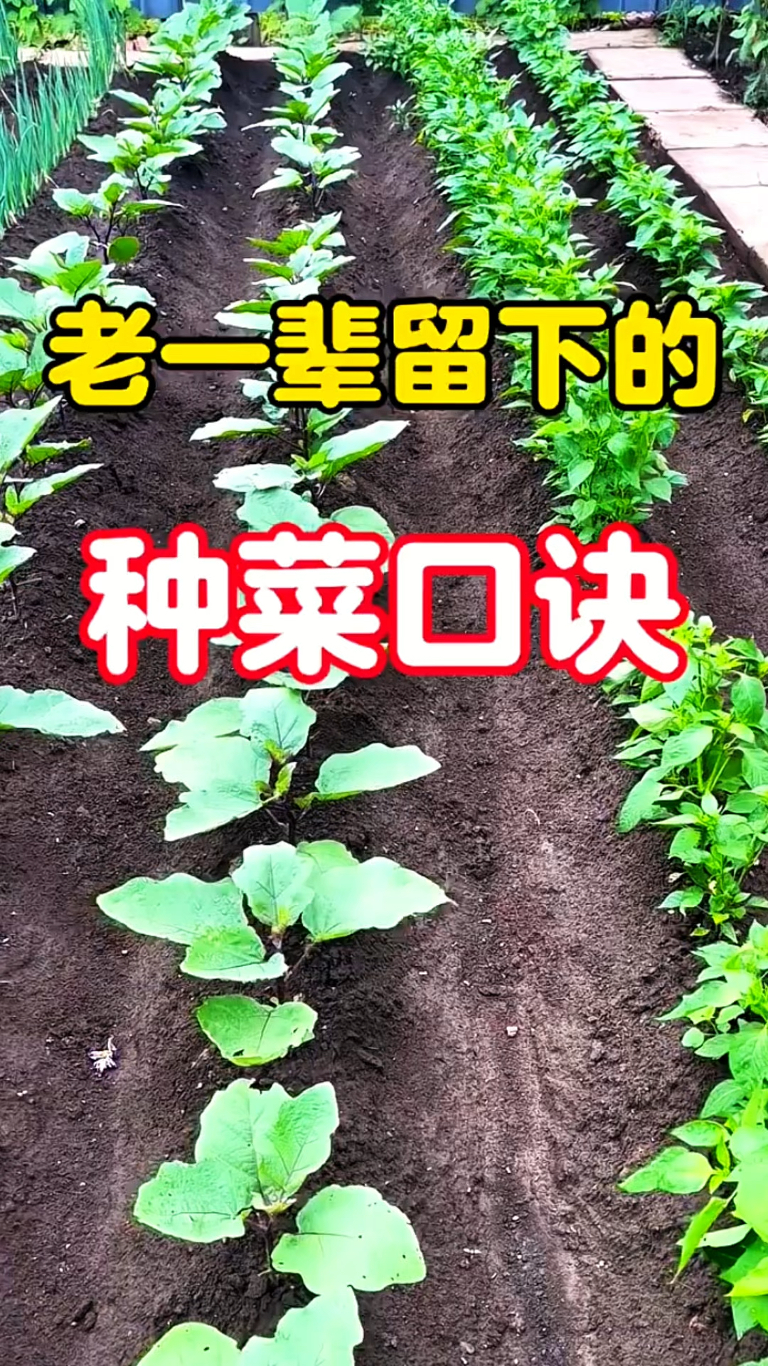 老一辈流传下来种菜口诀，你知道几个？